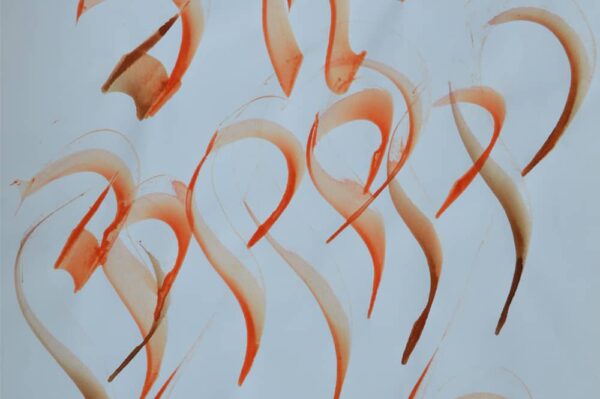 toile contemporaine calligraphie orange TC12_2